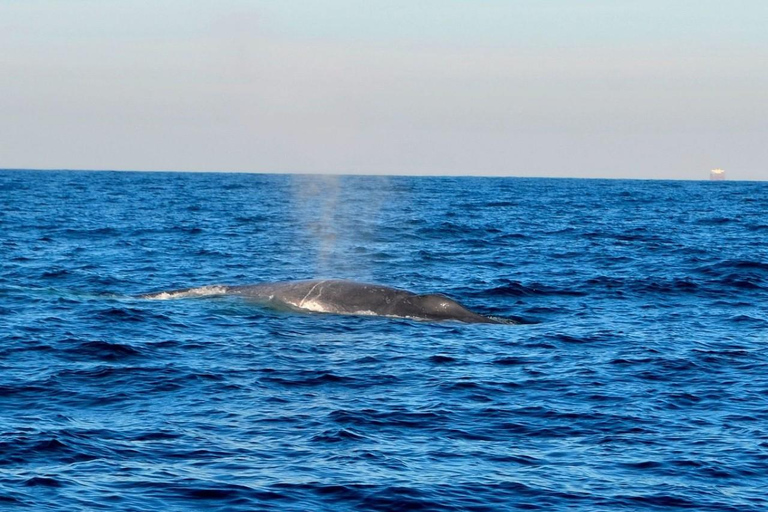 Mirissa: Whale & Dolphin Watching with Pickup & Breakfast Include Entry Ticket