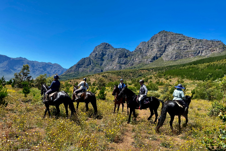 Vrede en Lust Wine Estate:1-Hour Horseback Riding Experience