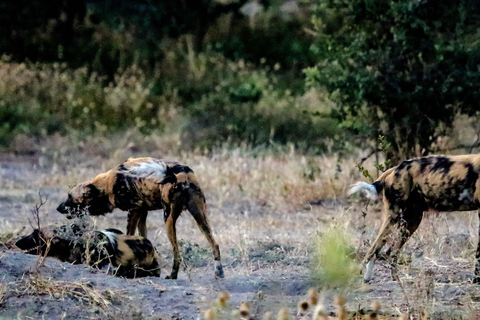 Excursión en coche por el Parque Nacional de Chobe