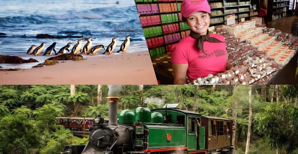 Puffing Billy Penguin Parade Chocolate Winery Bush Walk Tour