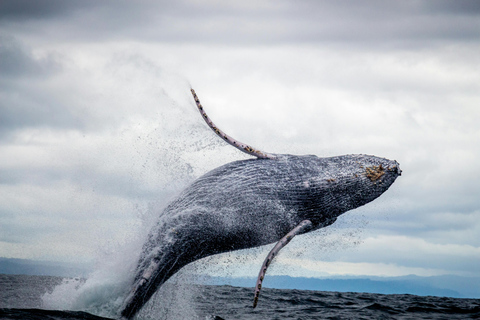 Cape Town: Private Tour with Customizable Itinerary