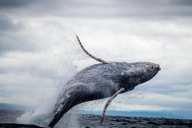 Cape Town: Private Tour with Customizable Itinerary