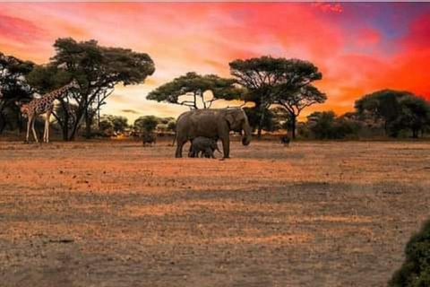 Arusza; Wycieczka grupowa (miejsce światowego dziedzictwa) Krater Ngorongoro