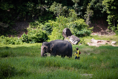 Phuket : Visite à pied du parc des éléphants de Bukit et nourrissage