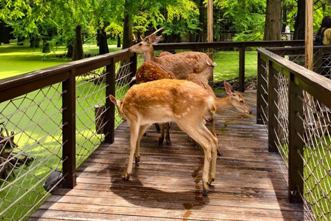 Hangzhou Qingshan Lake Water‑Forest Private Day Tour Ticket + Deer‑Feeding | Separate Driver & Guide