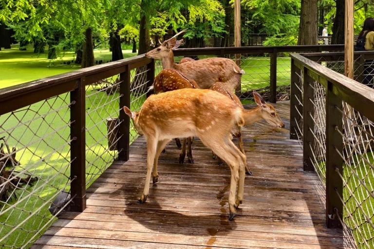 Hangzhou Qingshan Lake Water‑Forest Private Day Tour Ticket + Deer‑Feeding | Separate Driver & Guide