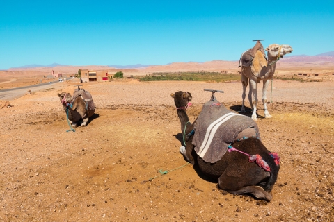 Depuis Marrakech : Atlas avec balade en chameau