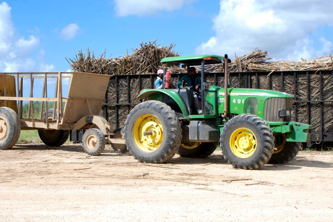 Buggy o zachodzie słońca — cały dzień — mała grupaBuggy o zachodzie słońca – cały dzień – mała grupa
