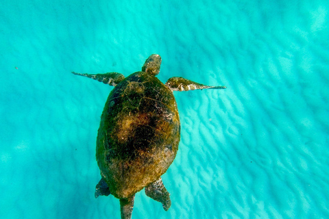 Costa de Ouro: Viagem de 1 dia a Moreton Island com Ferry e Snorkelling