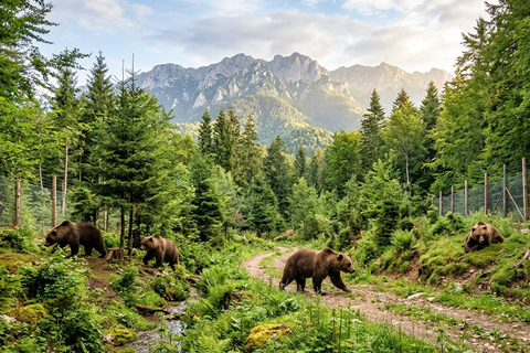 Bucharest: Dracula Castle, Bear Sanctuary & Medieval Brasov Entrance tickets: Dracula, Bear Sanctuary and Brasov