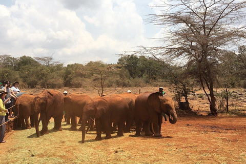 Nairobi: Elefantenwaisenhaus und Giraffenzentrum TagestourElefantenwaisenhaus und Giraffenzentrum Tagestour