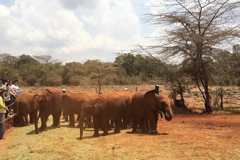 Nairobi: jednodniowa wycieczka do sierocińca słoni i centrum żyrafWycieczka do sierocińca słoni i centrum żyraf