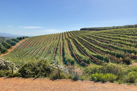 Tour particular com degustação de vinhos em Stellenbosch, Franschhoek e Paarl