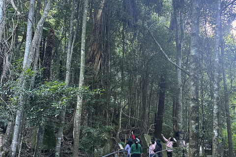Blue Mountains Tour w/Lunch: Scenic World, Zoo & Koala Photo