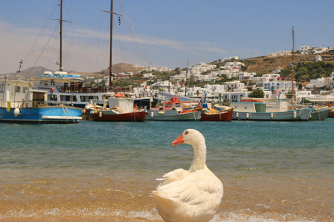 Mykonos: Walking Tour of Town Highlights and Hidden Gems