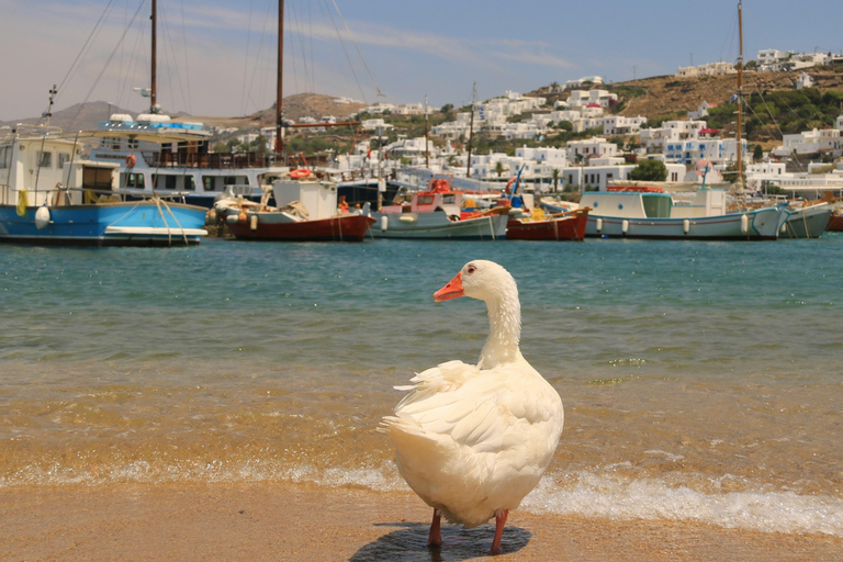 Mykonos: Walking Tour of Town Highlights and Hidden Gems
