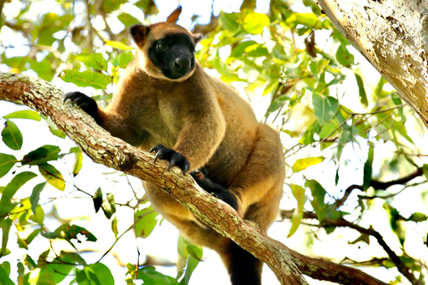 Port Douglas : Private Guide WILDLIFE Safari PrivateGroup | Port Douglas : Private Guide WILDLIFE SAFARI