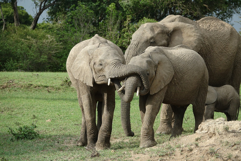 4-dniowy Nairobi-Amboseli-Tsavo East-Mombasa, Diani/Watamu