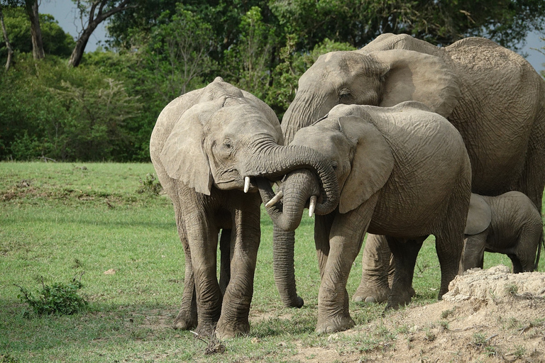 4-dniowy Nairobi-Amboseli-Tsavo East-Mombasa, Diani/Watamu