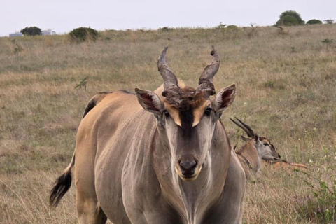 Nairobi: 4 Days epic trip to Amboseli, Tsavo West & East