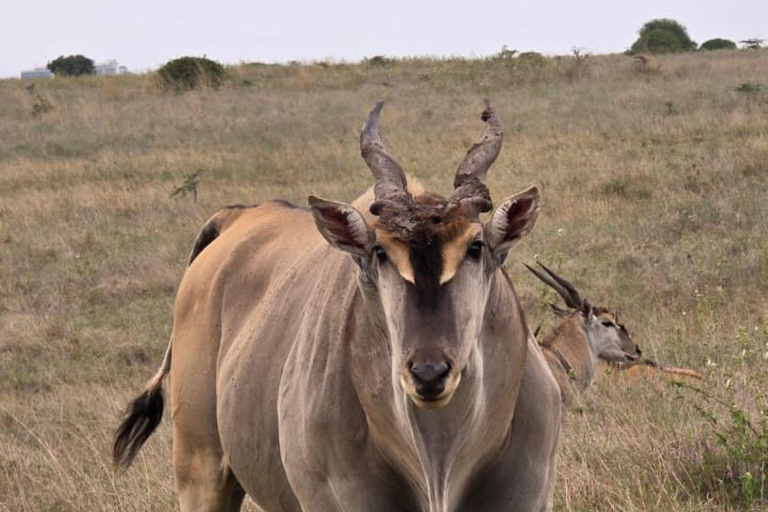 Nairobi: 4 Days epic trip to Amboseli, Tsavo West & East