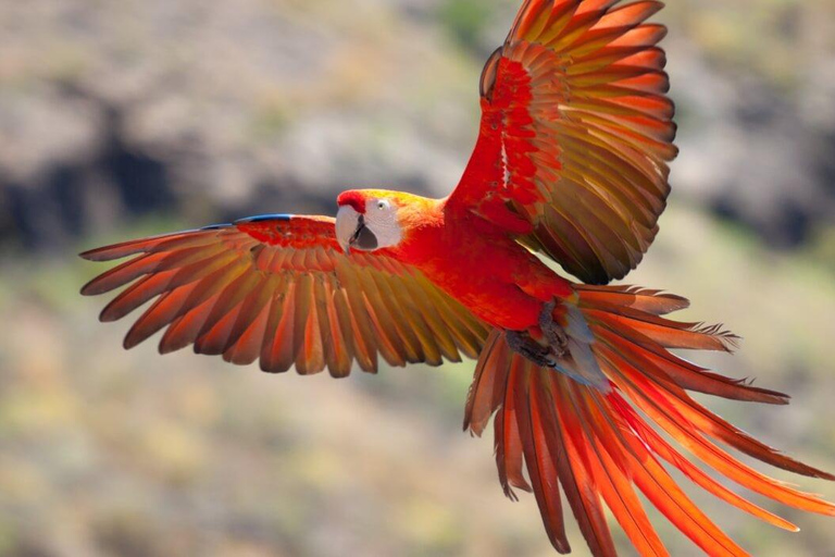 Parrot and Macaw Clay Lick Tour | Canoe | Tambopata Jungle