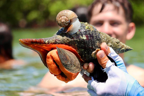 From Naples, FL: Marco Island Mangroves Kayak or Paddle Tour Easy Ride Pedal Kayak Tour