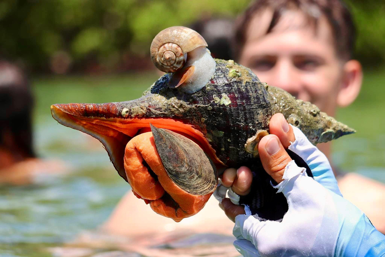 From Naples, FL: Marco Island Mangroves Kayak or Paddle Tour Easy Ride Pedal Kayak Tour