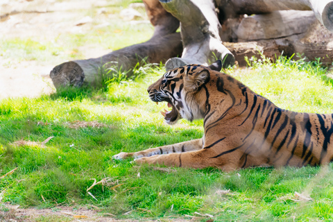 Phoenix Zoo: Allgemeine Eintrittskarte für einen Tag