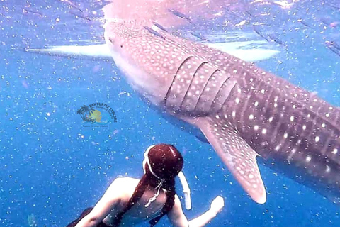 From Zanzibar: Mafia island Whale Shark Adventure Day Trip