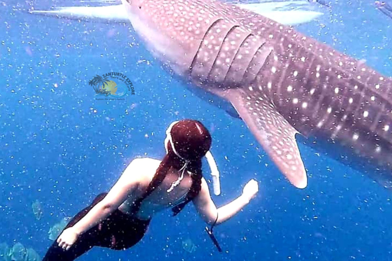 From Zanzibar: Mafia island Whale Shark Adventure Day Trip
