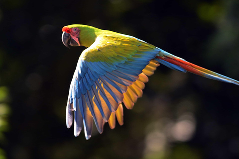 COSTA RICA:UPPTÄCK COSTARICAS VILDA DJUR-STRAND &amp; SKOG 2VECKOR