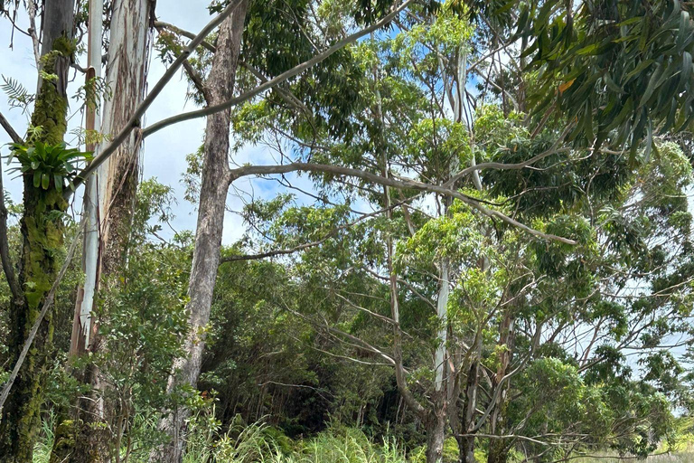 Hilo: Big Island ATV Tour Hilo: Guided ATV Tour