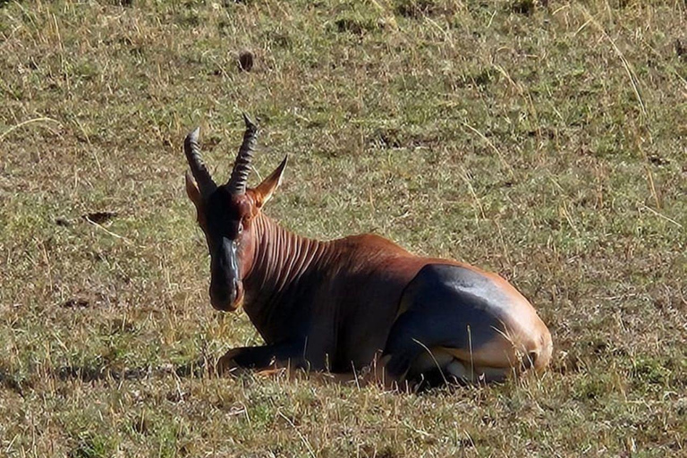 Dagstur i Masai Mara och besök i Masai Village