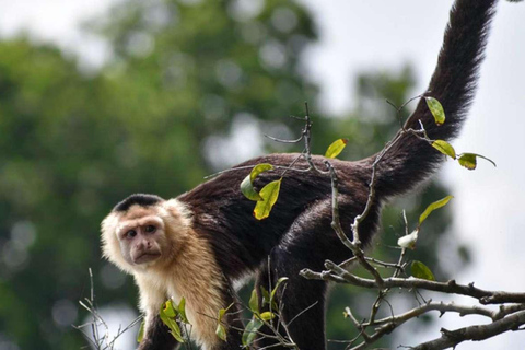 Depuis Puerto Maldonado || Visite à la journée en kayak + l&#039;île aux singes