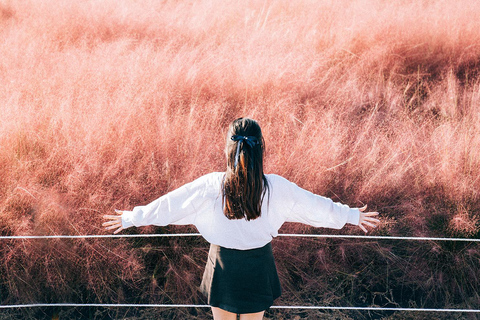 2024 Jeju Herfsttournee met Pink Muhly Festival