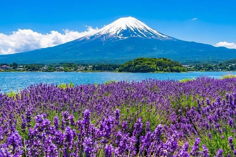 Tokyo: Mount Fuji & Pagoda & Oshino Hakkai & Lake Kawaguchi Route B : Mount Fuji & Hakone Private Customizable Day Trip