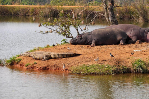 De Zanzibar: Safari de um dia na Selous Game Reserve com voos