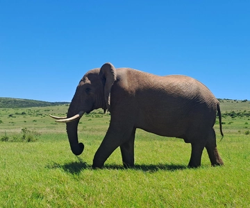 Best Addo Elephant park safari!