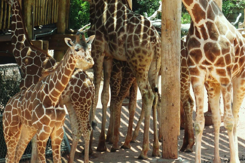 Parco nazionale di Nairobi, orfanotrofio degli elefanti e centro delle giraffeParco Nazionale di Nairobi, DSWT e Centro delle Giraffe senza ingresso