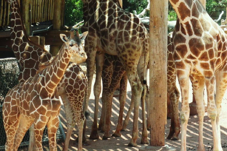 Parco nazionale di Nairobi, orfanotrofio degli elefanti e centro delle giraffeParco Nazionale di Nairobi, DSWT e Centro delle Giraffe senza ingresso