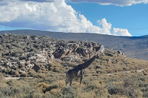 Cape Town Aquilla big sunset safari With transport & food aquila sunset bestseller