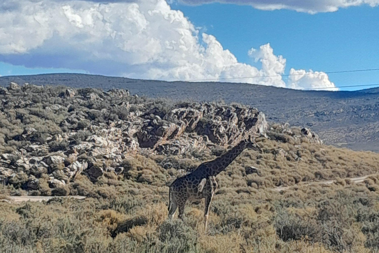 Cape Town Aquilla big sunset safari With transport & food aquila sunset bestseller