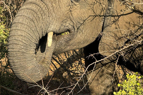 5 dias 4 noites de tour noturno de safari em Madikwe e Pilanersbeg