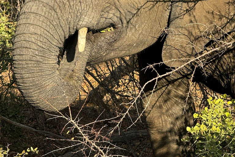 5 jours et 4 nuits de safari à Madikwe et Pilanersbeg