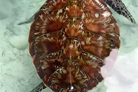 Zanzibar: Simma med sköldpaddor i Salaam-grottan och en bevarande-turKizimkazi: Salaam-grottan, simma med sköldpaddor och bevarande