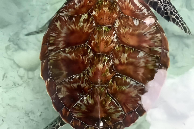 Zanzibar: Simma med sköldpaddor i Salaam-grottan och en bevarande-turKizimkazi: Salaam-grottan, simma med sköldpaddor och bevarande