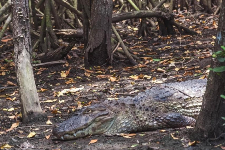 Rio de Janeiro: tour in barca della Laguna di Tijuca con fauna selvaticaRio de Janeiro: giro in barca sulla Laguna di Tijuca con fauna selvatica