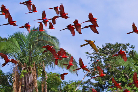 Tambopata: 3-Hour Macaw and Parrot Clay Lick Tour