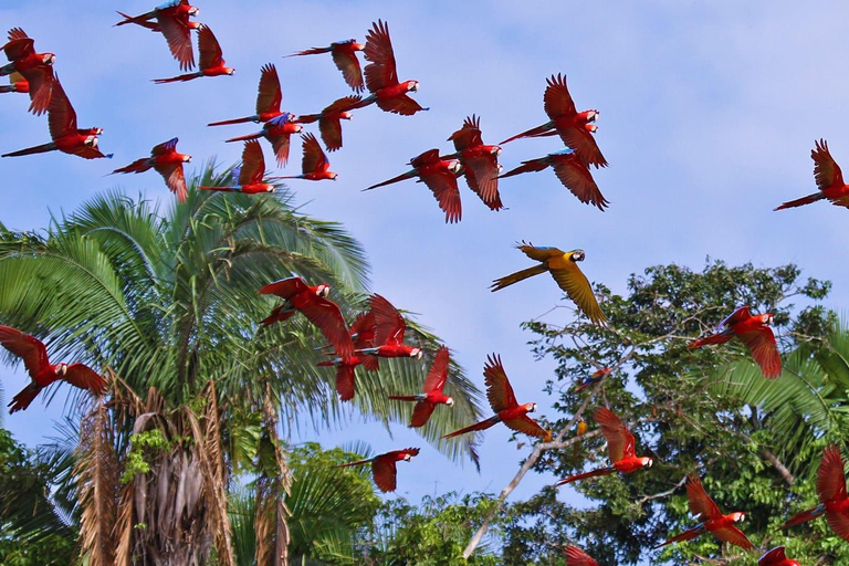 Tambopata: 3-Hour Macaw and Parrot Clay Lick Tour